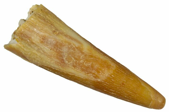 Fossil Pterosaur (Siroccopteryx) Tooth - Morocco #299809